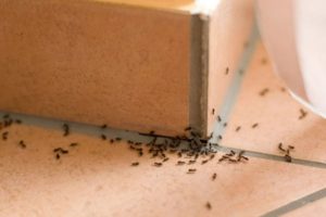 Riješite se mrava, žohara, buba i komaraca! Evo kako…