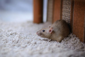 Zauvek se rešite miševa iz kuće i dvorišta!Poslušajte ove savete!